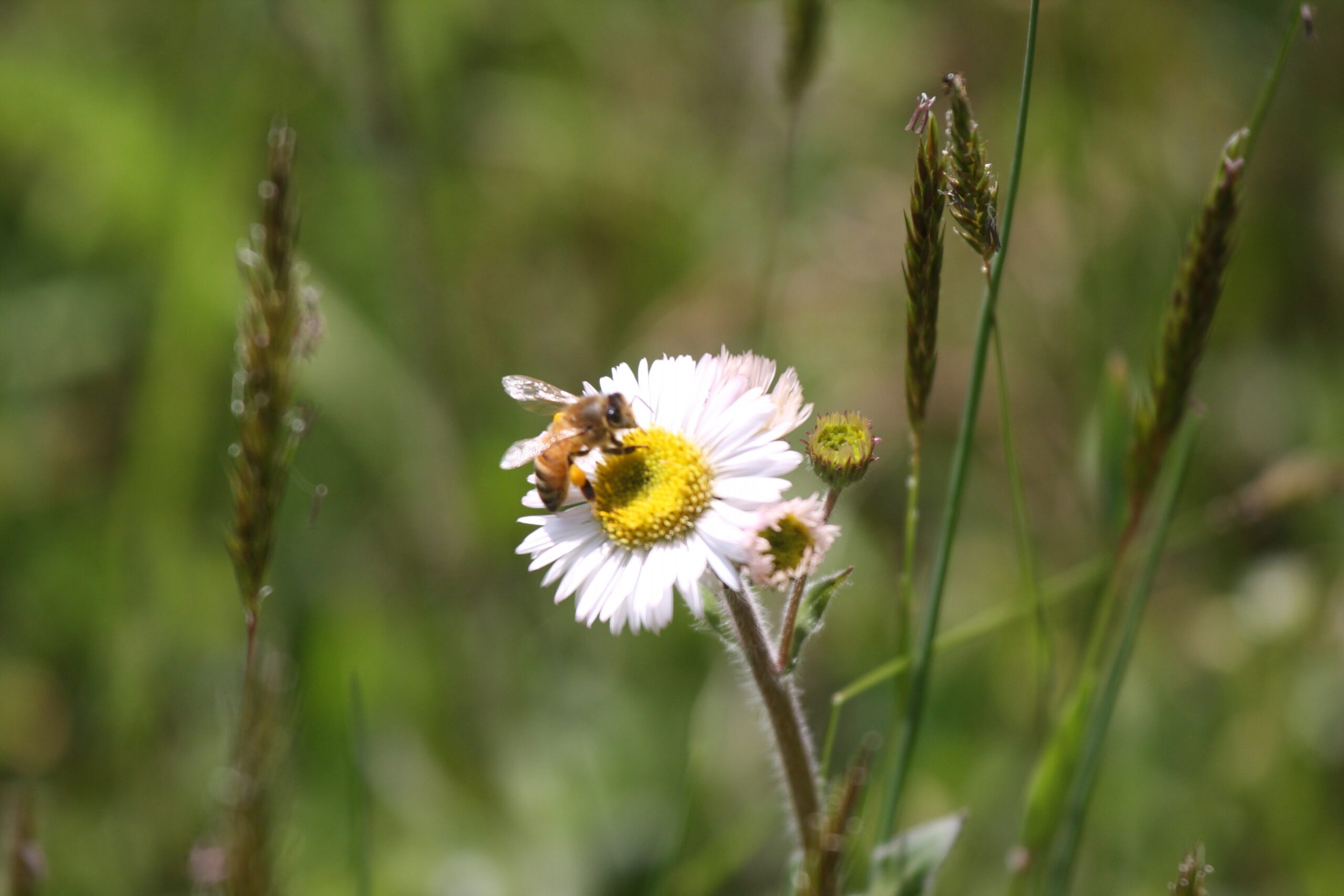 What kind of honey is in your grocery store? Or is it honey?