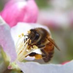 Bees make apples. Photo by Michael Staddon, Salem, WV.