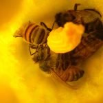 Bees make pumpkins. Photo by Michael Staddon, Salem, WV.