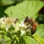 Bees make berries. Photo by Michael Staddon, Salem, WV.