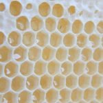 Bees make honey. Photo by Michael Staddon, Salem, WV.