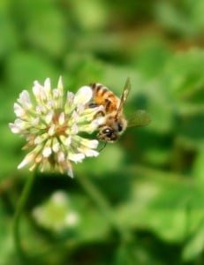 Honey Bee, Clover, White Dutch_06-01-07_0540_Cropped Vert