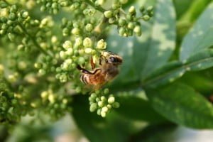 Honey Bee, Sumac, Shining_4-28-06 (20)