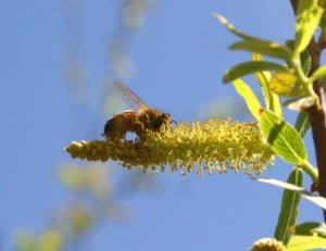 Honey Bee, Willow, Black_IMG_2273_Cropped