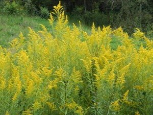 Tall Goldenrod
