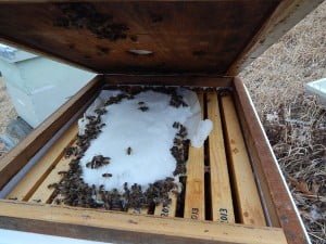 Bees feeding on sugar provided in hive.