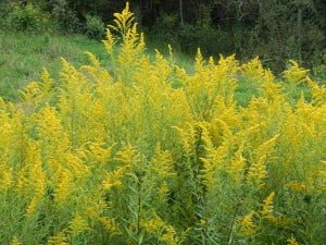 Stand of Tall Goldenrod