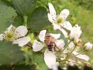 Honey Bee on Blackberry