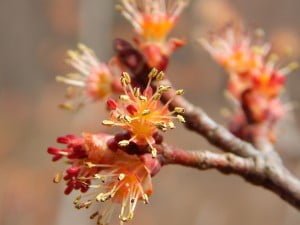 Red Maple bloom, anthers showing green pollen.
