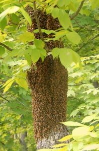 Swarm, Hive 11, 05-25-2015 (1) cropped