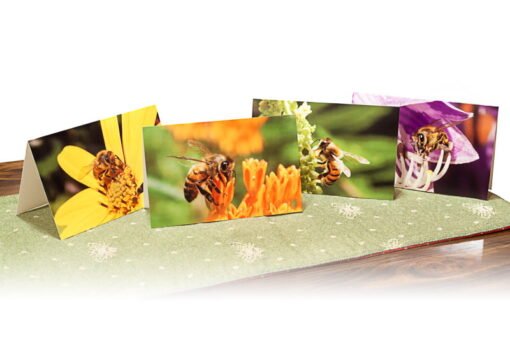 Honeybee Notecards (Box of 8)